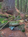 Roots Of Ancient Pine Tree Mesh With Canadian Shield