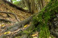 Roots large tree branched powerful roots covered with green moss hill forest scenic design Royalty Free Stock Photo