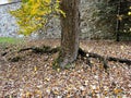 The roots of a large tree growing near the old wall protruding above the ground Royalty Free Stock Photo