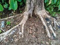 Roots of A Large Tree Surrounded by Taro Plants Royalty Free Stock Photo