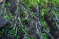 Roots of large trees with green moss. Background texture of intertwining roots and moss. Royalty Free Stock Photo