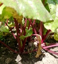 Roots and leaves of beet in flowerbed in garden