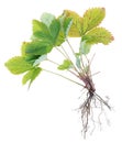 Roots and leaves of a  bush of summer  wild  strawberry  plant isolated Royalty Free Stock Photo