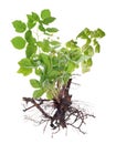 Roots and leaves of a bushes of spring garden strawberry currant and raspberries isolated macro