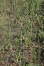 Roots, leaves and developing bulb of onion