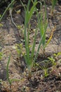 Roots, leaves and developing bulb of onion Royalty Free Stock Photo