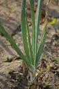 Roots, leaves and developing bulb of onion