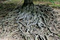 Roots of life, overgrown roots of a tree bringing life on a hillside Royalty Free Stock Photo