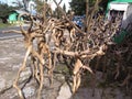 Roots like Human Sculpture, Bogor, Indonesia - 2020