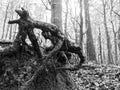 Roots look alike skull of the dragon.