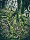 The roots of the magic tree.