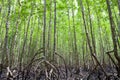Roots mangrove forest in rainforest phang nga thailand.