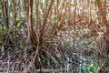 Roots mangrove forest in thailand