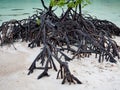 Roots of Mangrove tree on the beach.