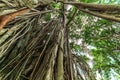 Aerial Mangrove Tree Roots