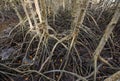 The roots of mangrove trees