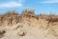 Roots of Marram grass in eroded dune Royalty Free Stock Photo