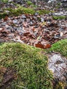 Roots in moss, fallen leaves in the forest