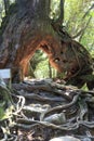 Roots in moss forest in Yakushima Island