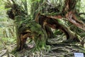 Roots in moss forest in Yakushima Island