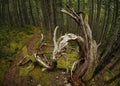 Roots And Moss Temperate Rainforest