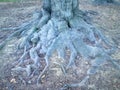 Roots and nature, origin and attraction
