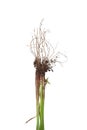 Nutsedge Roots on White Background