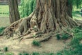The roots of an old acacia tree in an old park Royalty Free Stock Photo