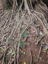 Roots of an old banyan tree Royalty Free Stock Photo