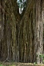 Roots of an old banyan tree that lives on the banks of rivers with roots that spread to the ground and are exposed to direct Royalty Free Stock Photo