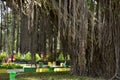 Roots of an old banyan tree that lives on the banks of rivers with roots that spread to the ground and are exposed to direct Royalty Free Stock Photo