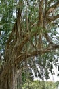 Roots of an old banyan tree that lives on the banks of rivers with roots that spread to the ground and are exposed to direct Royalty Free Stock Photo