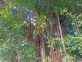 Roots of old Banyan tree reach the ground. Royalty Free Stock Photo