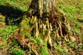 Roots of an old beech. Road to the winter station and spa Poiana Brasov. Royalty Free Stock Photo