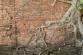 The roots of old brick wall2 Royalty Free Stock Photo