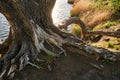 Roots old dead tree standing riverbank Royalty Free Stock Photo