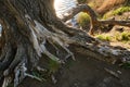 Roots old dead tree standing riverbank Royalty Free Stock Photo