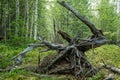 The roots of old fallen trees. Large dry tree root Royalty Free Stock Photo