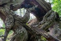 The roots of old fallen trees. Large dry tree root Royalty Free Stock Photo