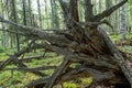 The roots of old fallen trees. Large dry tree root Royalty Free Stock Photo