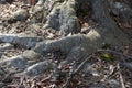 Roots from an Old Oak Tree