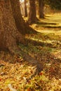 The roots of an old thick pine tree in autumn and the ground covered with yellow needles Royalty Free Stock Photo