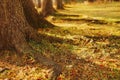 The roots of an old thick pine tree in autumn and the ground covered with yellow needles Royalty Free Stock Photo