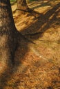 The roots of an old thick pine tree in autumn and the ground covered with yellow needles Royalty Free Stock Photo