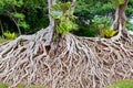 Roots of old tree, an amazing chaos. Royalty Free Stock Photo