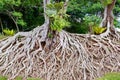 Roots of old tree, an amazing chaos.