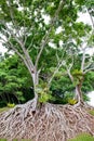 Roots of old tree, an amazing chaos. Royalty Free Stock Photo