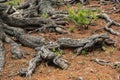 Roots of old tree in autumn forest. Ground is covered with needles Royalty Free Stock Photo