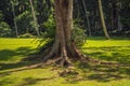 The roots of an old tree, bali. Travel destination of Bali island, culture, art objects, of Indonesian people Royalty Free Stock Photo