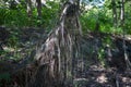 Roots of an old tree on a flood plain Royalty Free Stock Photo